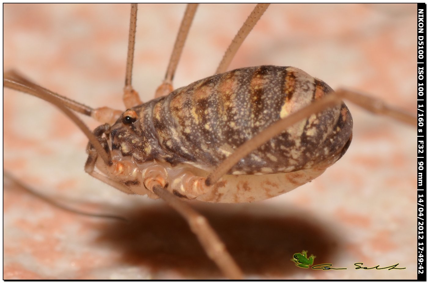 Nelima cf. doriae da Usini 100 (f)